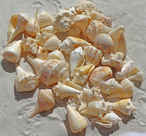 sea-shells-1235586_1280